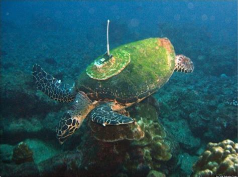 Endangered Green Sea Turtle Saved From 'Pirate Fishermen' | HuffPost