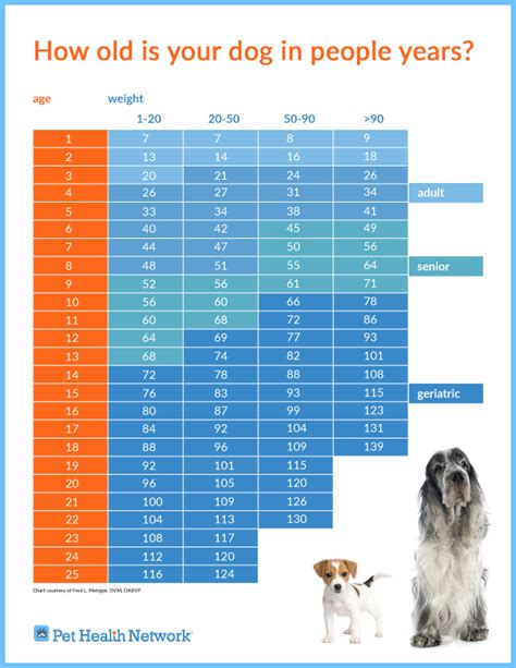 How Old is Your Dog in People Years?