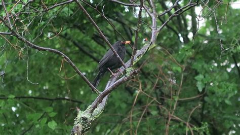 Blackbird Turdus Merula Alarming Sound Amsel Vogelgesang Alarmton