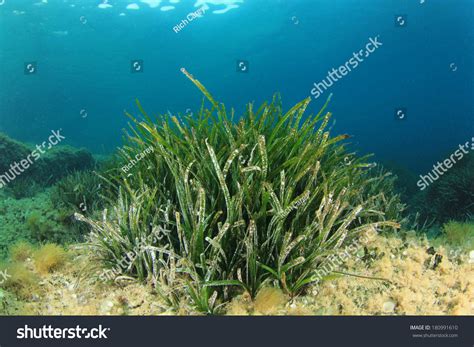 Underwater Seagrass Background Stock Photo 180991610 | Shutterstock