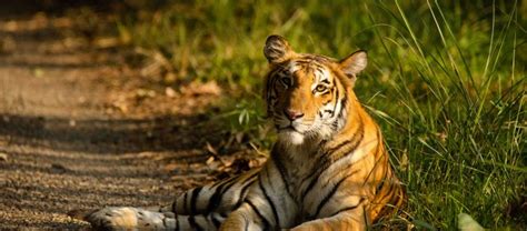 My quest of sighting a Bengal Tiger - Wildlife Trust of India