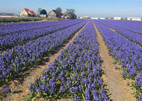 Which European Countries Have the Most Expensive Farmland? | Pork Business