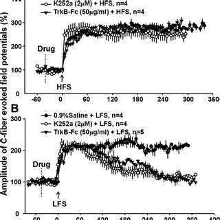 Inhibition Of Trkb Signaling Reverses Ltp Induced By Lfs But Does Not