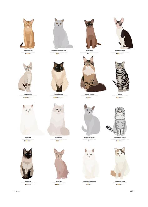 Cat Breed Guide Chart Poster Picture Metal Print Paint By Aio