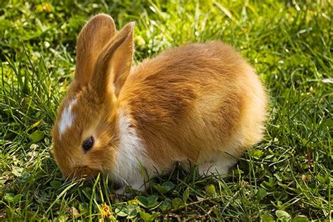 Parasitic Infection (E. cuniculi) in Rabbits - Symptoms, Causes, Diagnosis, Treatment, Recovery ...