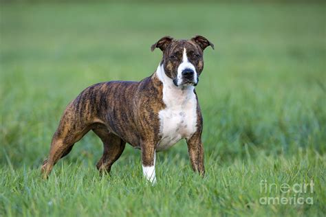 American Staffordshire Terrier Photograph By Jean Louis Klein And Marie