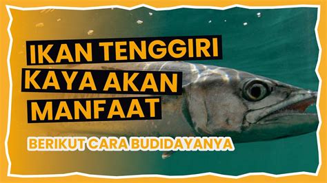 Mengenal Ikan Tenggiri Manfaat Hingga Budidayanya Youtube