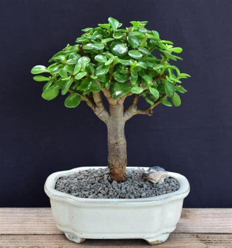 Baby Jade Bonsai Tree Small Portulacaria Afra