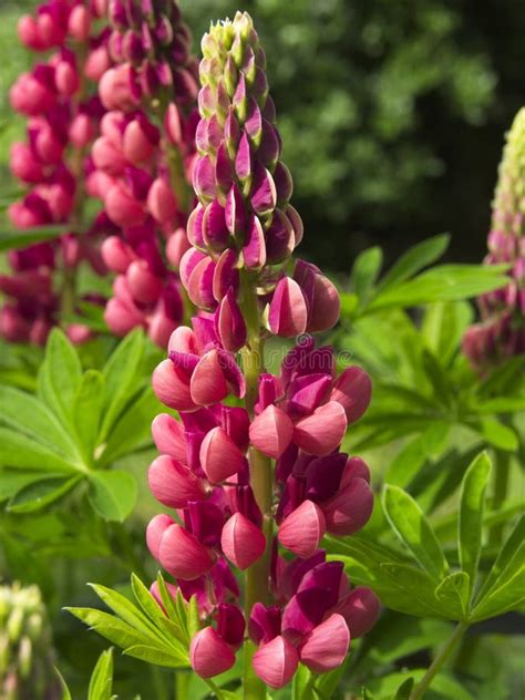 Red Lupin Flower On A Green Background Of Lupin Plants And Lupin Flowers