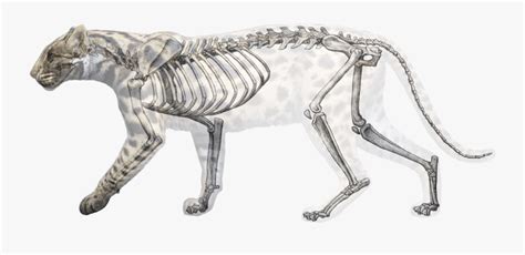 Clip Art Camel Skeleton - Clouded Leopard Anatomy , Free Transparent ...