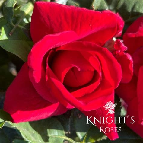 Fragrant Charm Buy This Rose Online Knights Roses Australia