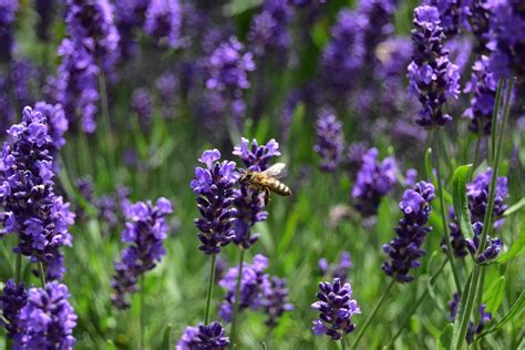 Bee Lavender Nectar Free Photo On Pixabay Pixabay