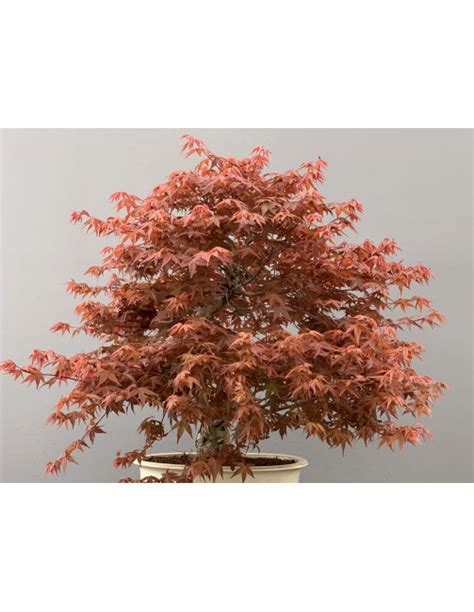 Bons I Acer Palmatum Deshojo Arce Japon S