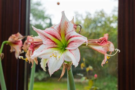 Amaryllis Verbl Ht Was Folgt Nach Der Bl Te Des Rittersterns