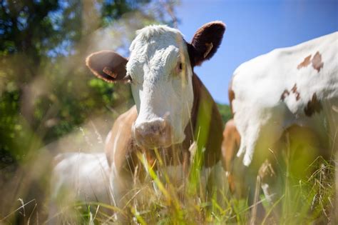 So Ar Con Vacas Interpretaciones Y Significados