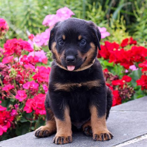 Rottweiler Puppies for Sale (Cute, Smart, & Healthy) | VIP Puppies