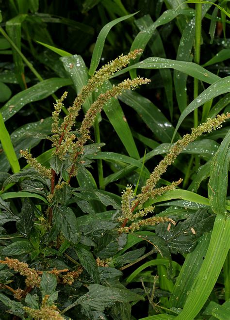 Flora Of Mozambique Species Information Individual Images Amaranthus