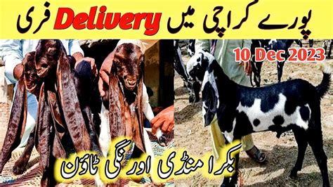 Orange Town Bakra Mandi Latest Update 10 Dec 2023 Bakra Mandi Goat