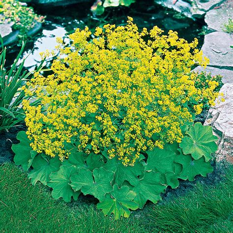 Lady's Mantle Perennials – Great Garden Plants, 55% OFF