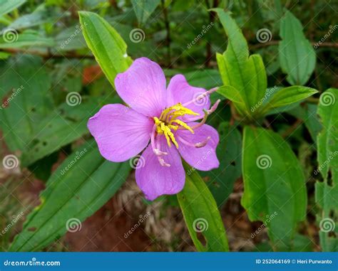 Melastoma Malabathricum Stock Image Image Of Nature