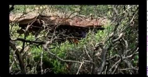 A Cool Documentary About Train Hopping And Hobo Life I Thought Some Of