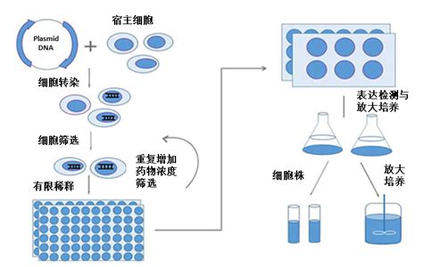 细胞株构建 化工仪器网