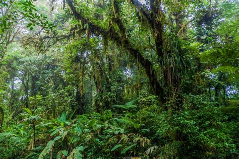 18 Things to KNOW Before Visiting Monteverde Cloud Forest