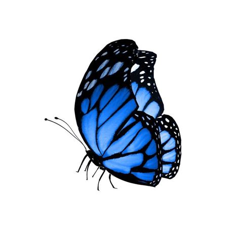 Sticker Papillon Bleu D Coration