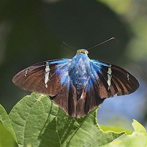 Saltarina relámpago azul de dos barras Mariposas y Polillas de Cabada