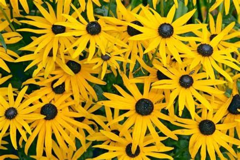 Rudbeckia Fulgida Var Sullivantii Goldsturm Black Eyed Susan