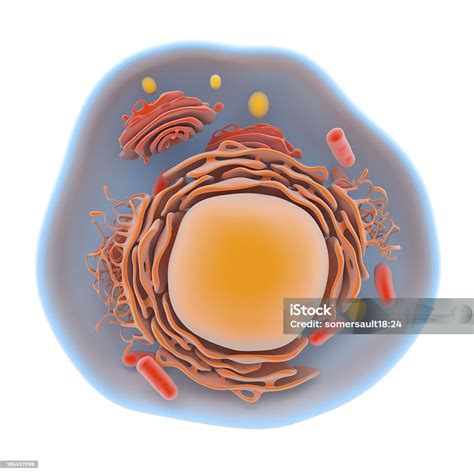 struktur sel manusia foto stok  gambar  sel manusia