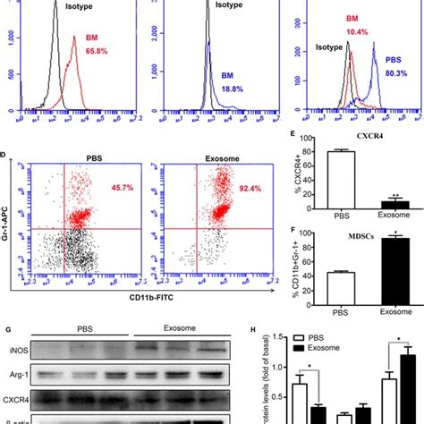 Bccex Induced Bone Marrow Cells Differentiate Into Mdscs A And B The