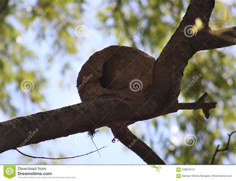 Rufous Hornero Nest Made of Clay in a Tree in Argentina Stock Image ...