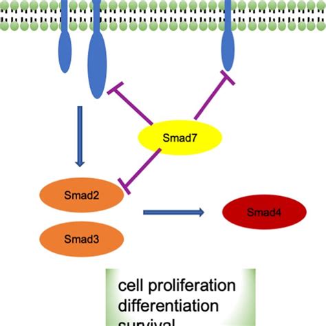 Canonical Tgf β Signaling Pathway Canonical Transforming Growth Factor