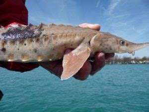 Century Old Sturgeon Caught In Detroit River