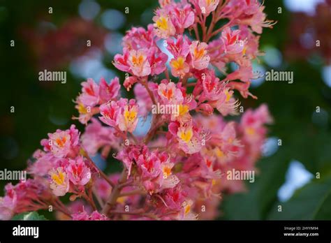 Horse Chestnut Flower Stock Photo Alamy