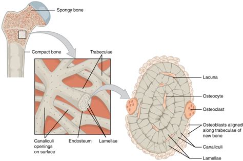 Cortical Bone and Cancellous Bone | Bone and Spine