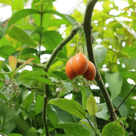 Tomate De Árbol Nombre Propiedades Beneficios Y MÁs