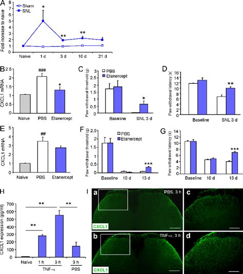 Tumor Necrosis Factor TNF A Triggers The Expression Of CXCL1 In The