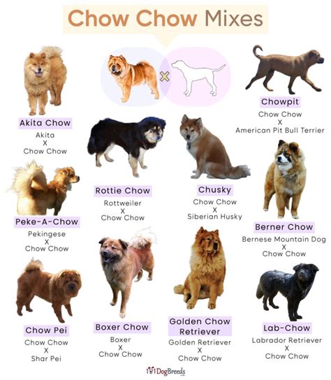 List of Popular Chow Chow Mixes With Pictures