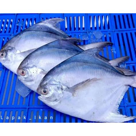 Jual Ikan Bawal Putih Segar 1Kg Ikan Harian Segar Dan BERGARANSI