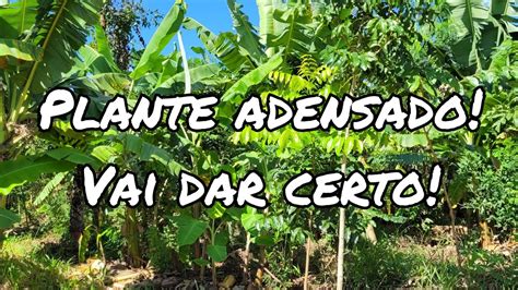 Plante Adensado Plante Muito E Colha Muito Youtube