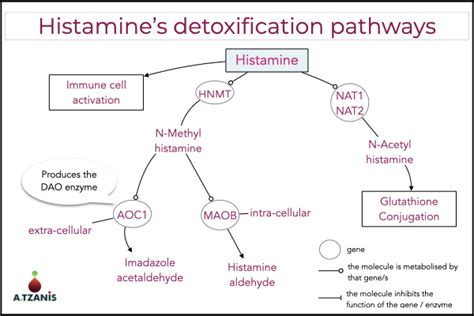 Histamine Metabolism