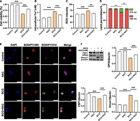 Frontiers Heme Oxygenase 1 Modulates Ferroptosis By Fine Tuning