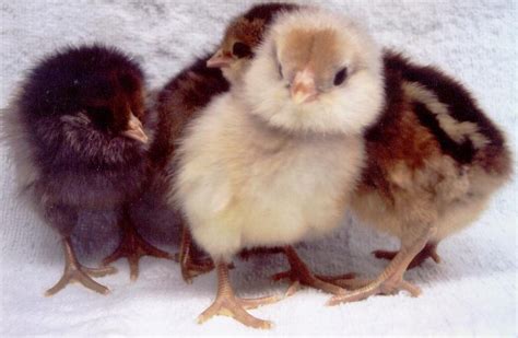 Easter Egger Chickens And Baby Chicks For Sale Cackle Hatchery