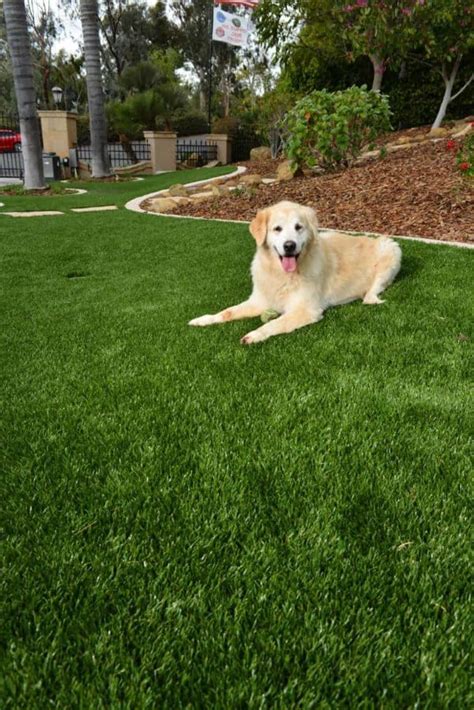 Top 7 Best Artificial Grasses For Dogs Or Any Other Pets Artofit