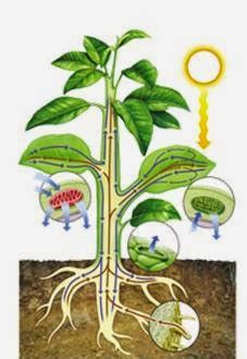 Biologia Bachcamp Eso Tema Plantas Tipos Nutrici N Y Reproducci N