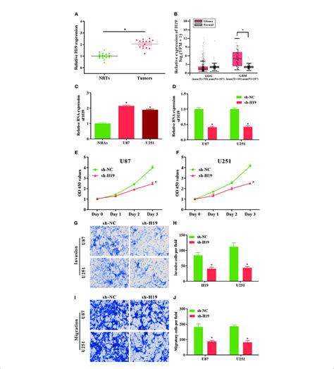 Lncrna H19 Is Significantly Up Regulated In Glioma Tissues And Cells