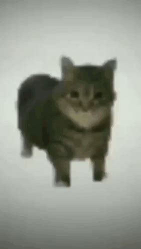 Cat D Cat Cat D Cat Sobad Discover Share Gifs