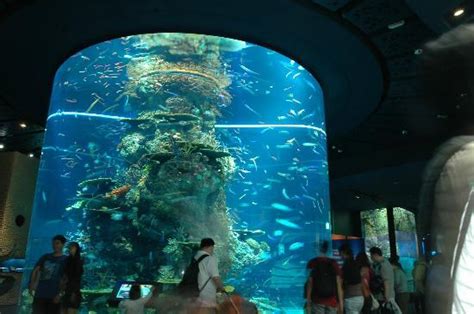 sharks and mantas at the singapore aquarium - Two Fish Divers